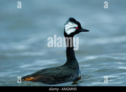 White-Grebe (Podiceps rolland touffetées) sur l'étang, Pebble Island Iles Falkland Banque D'Images