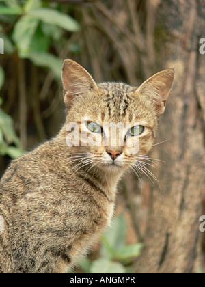 Chat domestique, l'espèce felis catus à Kankumbi près du Chorla Ghats, Karnataka, Inde. Banque D'Images