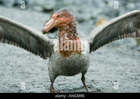 Le pétrel (Macronectes hallii) avec la tête sanglante de se nourrir sur la carcasse d'otaries. Bird Island, South Georgia Island Banque D'Images