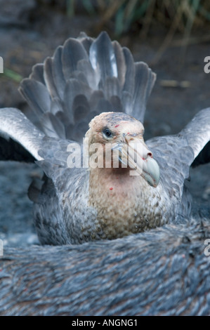 Le pétrel (Macronectes hallii) avec la tête sanglante de l'alimentation sur le phoque à fourrure, carcasse, South Georgia Island Banque D'Images