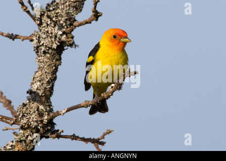 Tangara à tête rouge (Piranga ludoviciana), Canada. Banque D'Images