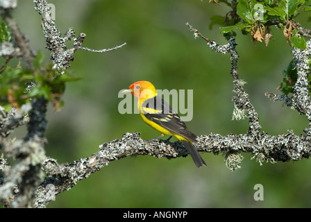 Tangara à tête rouge (Piranga ludoviciana), Canada. Banque D'Images