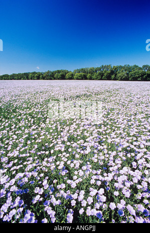 Champ de lin en fleurs près de Roland, au Manitoba, Canada. Banque D'Images