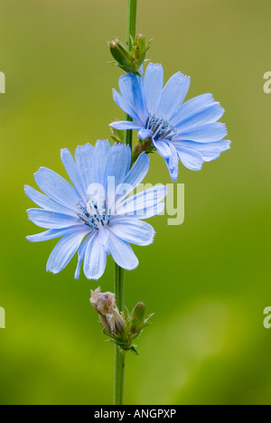 Chicorée (Cichorium), British Columbia, Canada. Banque D'Images