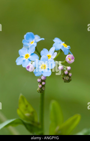 Forget-me-not (Myosotis), British Columbia, Canada. Banque D'Images