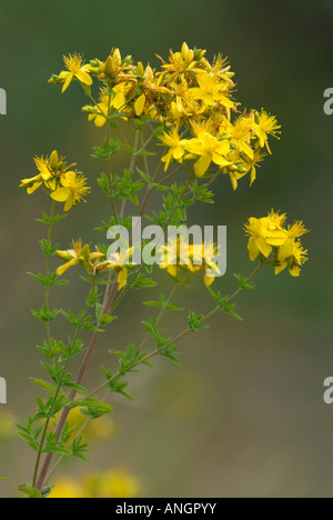 Le millepertuis (Hypericum perforatum), de la Colombie-Britannique, Canada. Banque D'Images