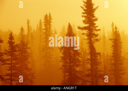 La tourbière de l'épinette noire dans le brouillard au lever du soleil ; la forêt boréale dans le nord de l'Ontario, Canada. Banque D'Images