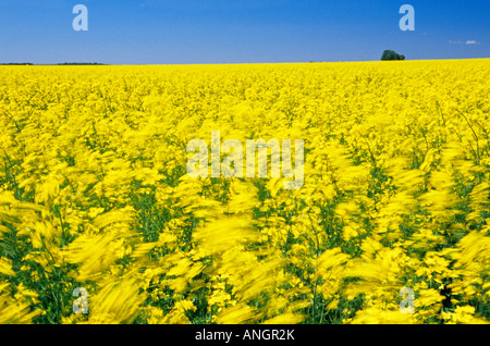 Domaine de fleurs de canola dans le vent, Manitoba, Canada. Banque D'Images