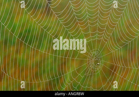 Spider web à Tilton Lake, Sudbury, Ontario, Canada. Banque D'Images