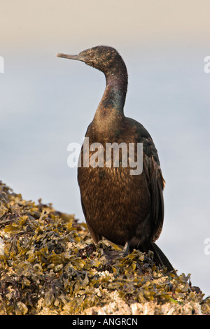 Cormoran pélagique (Phalacrocorax pelagicus), British Columbia, Canada. Banque D'Images