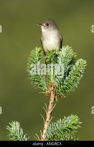 Moucherolle des saules (Empidonax traillii), British Columbia, Canada. Banque D'Images