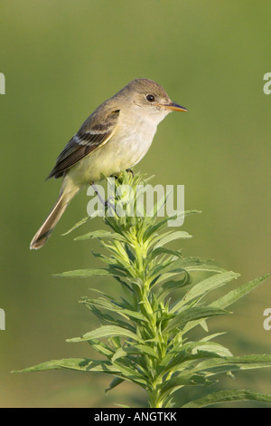 Un Moucherolle des saules (Empidonax traillii) à l'Alvar Carden en Ontario, Canada. Banque D'Images