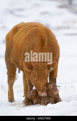 Angus rouge (Bos taurus) Femelle avec veau nouveau-né. Elle monte la garde sur la nouvelle couche dont le veau est encore humide. Une fois qu'elle lèche la Banque D'Images