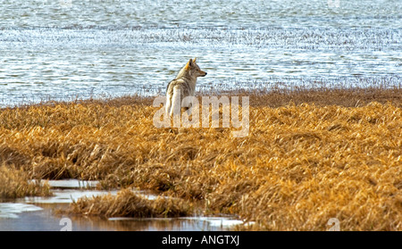 Le Coyote (Canis latrans) des profils de chasse dans le Marais Maskinongé Waterton Lakes National Park, au sud-ouest de l'Alberta, au Canada. Banque D'Images