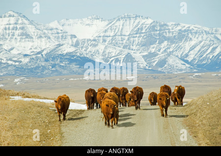 Angus rouge (Bos taurus) femelles et veaux. Les éleveurs dans ce domaine entraînent souvent leur bétail le long des routes de campagne pour changer les pâturages Banque D'Images