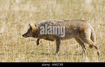 Le Coyote (Canis latrans) adulte chasse en prairie. C'est long manteau de couleur claire sera bientôt faire comme le temps devient plus chaud. Wat Banque D'Images