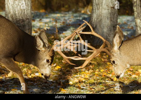 Le Cerf mulet (Odocoileus hemionus) Hommes s'engager en combat comme des épreuves de force avant le début de l'ornière. Ces partenaires Banque D'Images