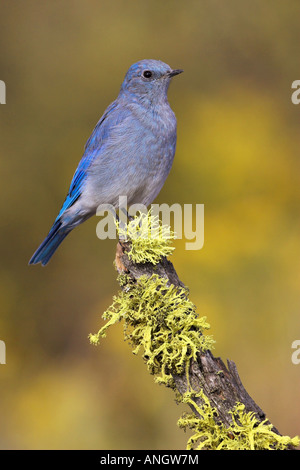 Une Montagne (Bluebird Sialia currucoides) perché sur un journal couvert de lichens à l'intérieur de la Colombie-Britannique, Canada. Banque D'Images