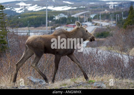 L'orignal, l'Alces alces, paissant dans une propriété à Saint Lunaire-Griquet, Viking Trail, péninsule Great Northern, à Terre-Neuve et Labrador Banque D'Images