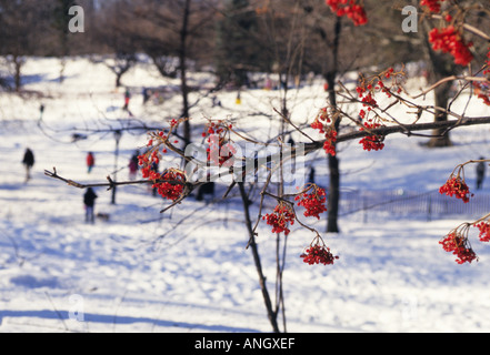 New York, Central Park Snow. L'arbre Winterberry, qui est un arbre Saint à feuilles caduques, se distingue contre la neige blanche de Cedar Hill. Paysage d'hiver. Banque D'Images