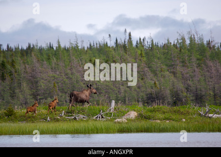 Vache et deux veaux orignaux sur les rives de l'étang Southwest (étang) dans Tuckamore Main Brook, Viking Trail, Great Northern Penins Banque D'Images