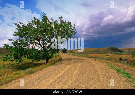 Arbre isolé le long de la tige de gravier près de Walsh, en Alberta, Canada. Banque D'Images