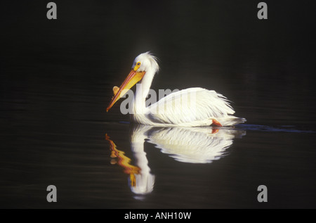 Pélicans blancs (Pelecanus erythrorhynchos) au lac Stum, le pélican blanc Provincial Park, British Columbia, Canada. Banque D'Images