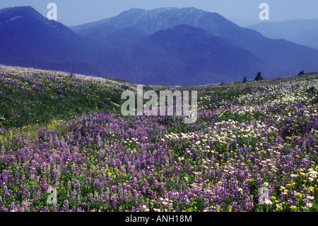 Lupin fleurs alpines, Cariboo, en Colombie-Britannique, Canada. Banque D'Images