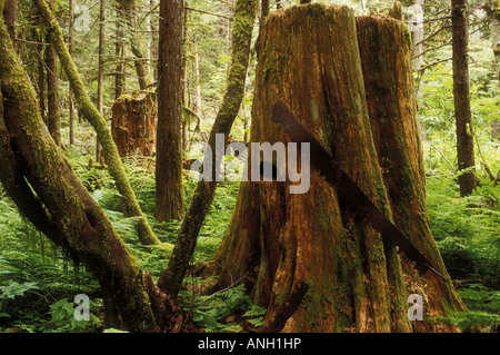 Western Red Cedar stump, Bella Coola Valley, British Columbia, Canada. Banque D'Images