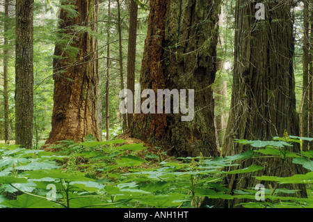 Rain forest, Bella Coola Valley, British Columbia, Canada. Banque D'Images