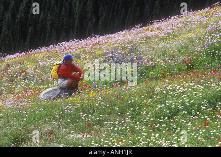 Randonnées au milieu de fleurs alpines, Sun Peaks, Shuswap, Colombie-Britannique, Canada. Banque D'Images