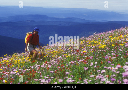 Randonnées au milieu de fleurs alpines, Sun Peaks, Shuswap, Colombie-Britannique, Canada. Banque D'Images