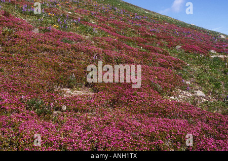 Heather rose, fleurs des Alpes , Montagne de pommes de terre, la région de Chilcotin, en Colombie-Britannique, Canada. Banque D'Images
