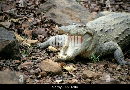 Voyou ou crocodile crocodile, Crocodylus palustris Marsh, se prélassant à Tadoba Andhari Tiger Reserve, Maharashtra, Inde Banque D'Images