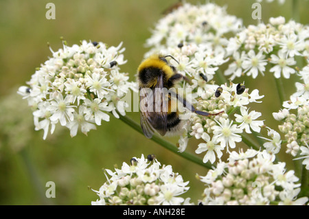 Bourdon sur Fleur Berce du Caucase Banque D'Images