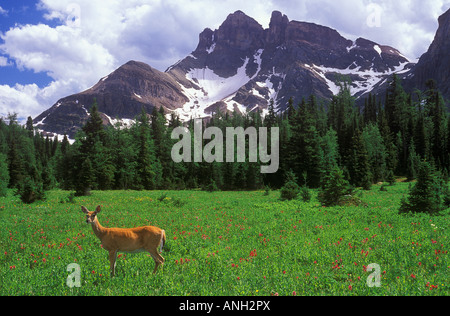 Cerf de virginie, le parc provincial du mont Assiniboine, Colombie Britannique, Canada. Banque D'Images