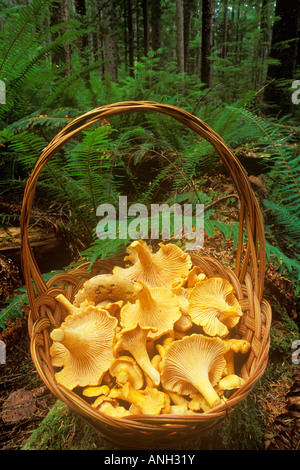 Les chanterelles sur Haida Gwaii, en Colombie-Britannique, Canada. Banque D'Images