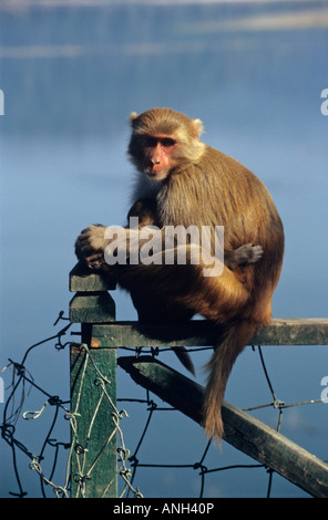 Bonnet Macaque, Macaca radiata, avec bébé à Corbett National Park, situé à Ramnagar, état de l'Uttaranchal, Inde Banque D'Images