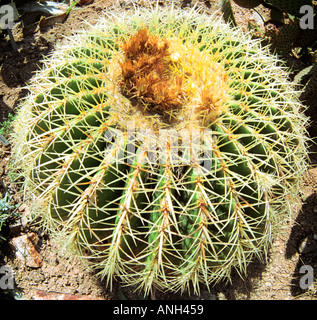 Cactus, le Jardin botanique de Marimurtra à Blanes, Costa Brava, Espagne Banque D'Images