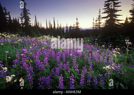 Fleurs sauvages alpines (valarian lupin) Le Parc National du Mont Revelstoke, British Columbia, Canada. Banque D'Images