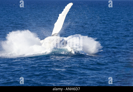 Humpback Whale breaching Hervey Bay, Queensland Australie Megaptera novaeangliae Banque D'Images