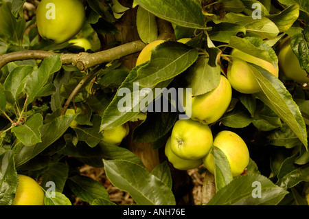 Gala Rosacées Malus sylvestris Apple Banque D'Images