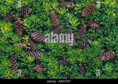 Cônes de sapin subalpin (Abies lasiocarpa) jonchent sur le sol de la forêt au lac Lovely Water Provincial Park (Colombie-Britannique), Banque D'Images