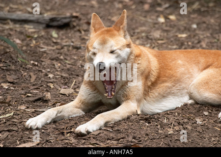 L'Australie Dingo Canis lupus dingo Banque D'Images