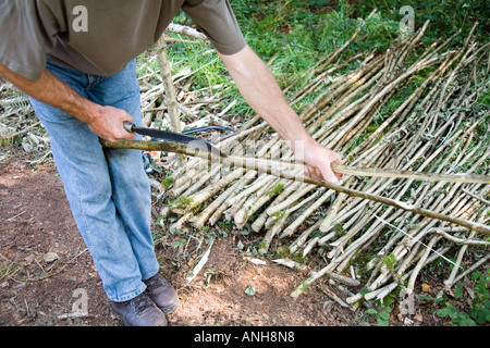 Clôture étant conçu par Wattle acacia expert bouilloire (série de photos) Banque D'Images