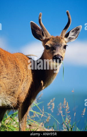 Cerf à queue noire buck, South Moresby, du parc national Gwaii Haanas, en Colombie-Britannique, Canada. Banque D'Images