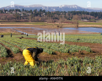 Les cueilleurs de la jonquille au travail dans la péninsule de Saanich, Colombie-Britannique, Canada. Banque D'Images