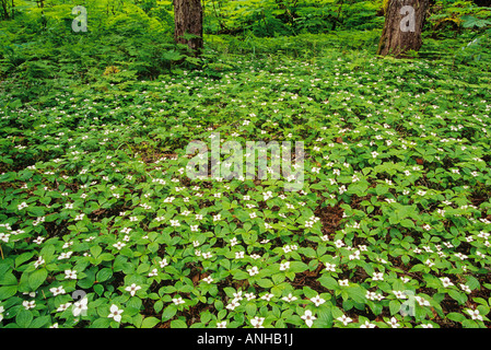 Miniture cornouiller ou bunchberries, Bowron Lake Provincial Park, British Columbia, Canada. Banque D'Images