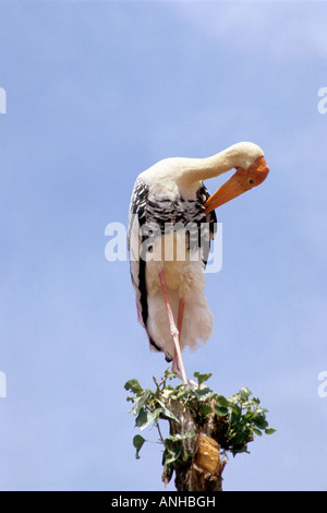 Stork Mycteria leucocephala peint, à Kokkare bellur, Karnataka, Inde Mandya Banque D'Images