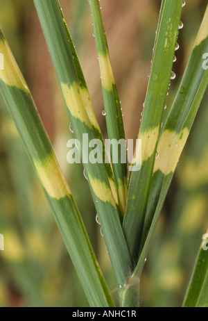 Miscanthus sinensis 'Zebrinus' (Zebra) herbe Close up de lames d'herbe verte avec des bandes jaunes sur elle. Banque D'Images